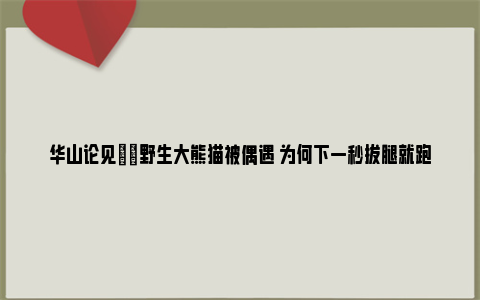 华山论见|​野生大熊猫被偶遇 为何下一秒拔腿就跑