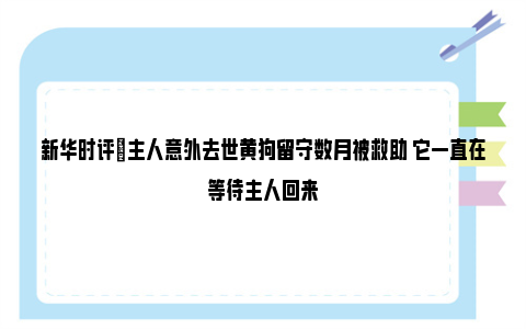 新华时评|主人意外去世黄狗留守数月被救助 它一直在等待主人回来